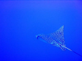   eagle ray ras mohammed  